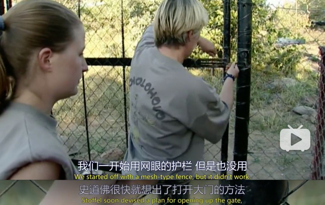 你们吃的野味蜜獾，居然是称霸非洲的平头哥