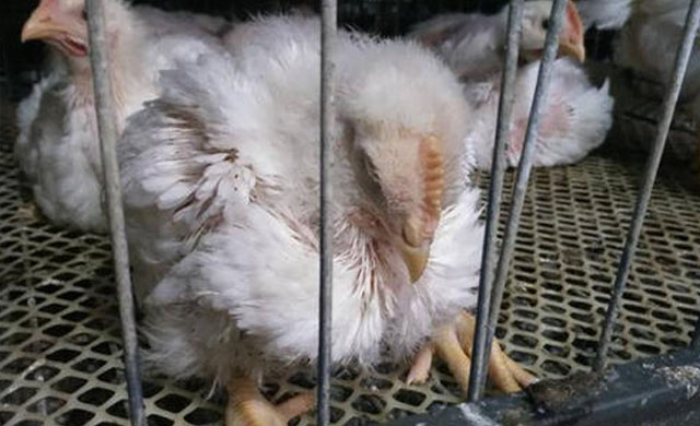 鸡发烧吃什么药好得快,鸡发烧和喉咙发出咕噜声吃什么药