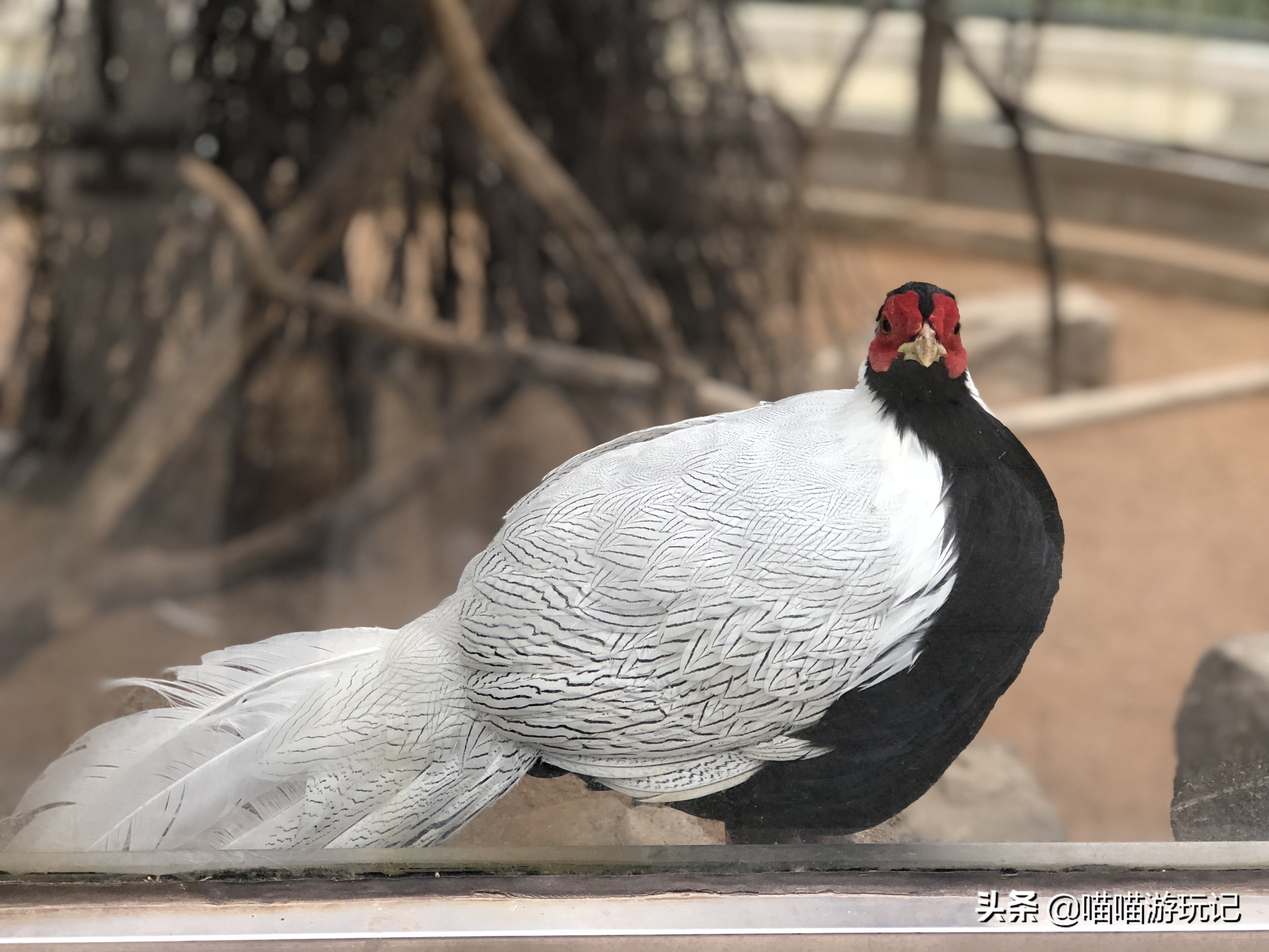 青岛动物园8.5元门票在哪里,青岛动物园8.5元门票需要预约吗