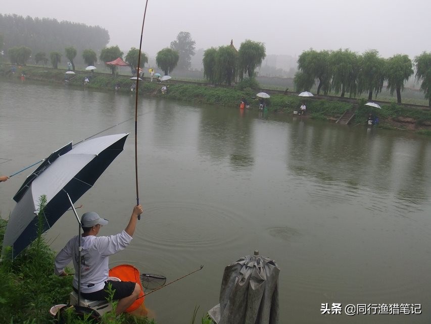 黑坑鲤鱼如何抓鱼不挣扎,黑坑鲤鱼调几目顿口最明显