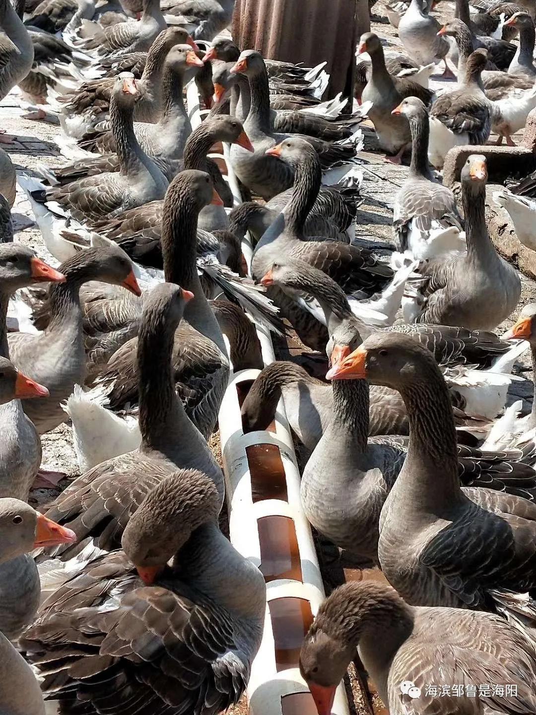 紫色鹅肝,鹅毛鹅肝