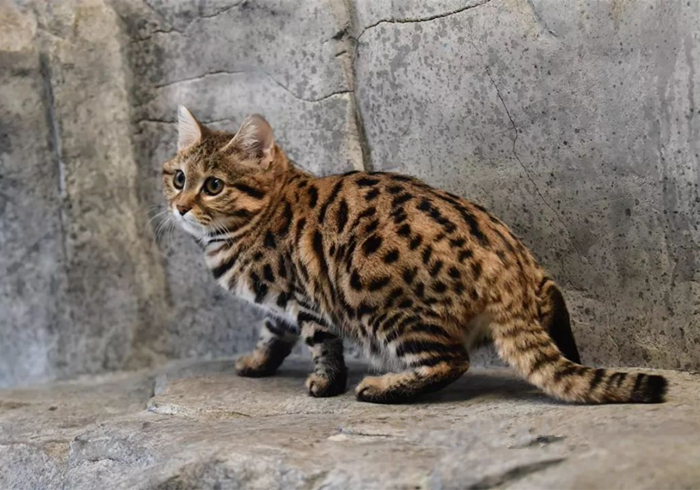 黑足猫夜晚捕食视频,沙漠黑足猫