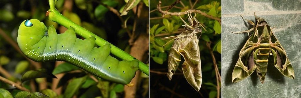 有毒的夹竹桃为什么还这么受欢迎 (夹竹桃是什么地方有毒)