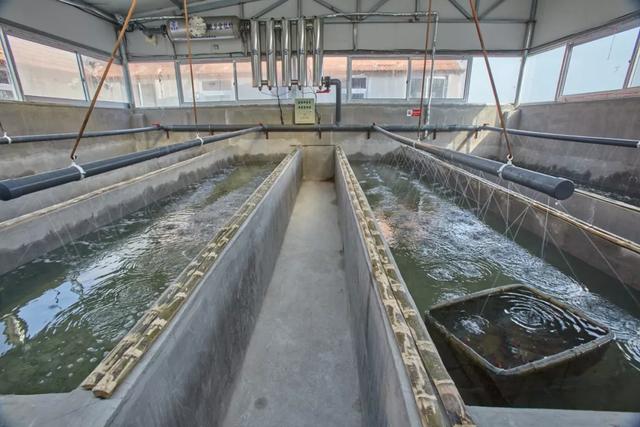 乳山生蚝和普通生蚝的区别10斤装,乳山生蚝鲜活特大生蚝