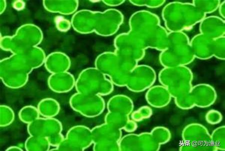 微藻净化化工污水,微藻去除废水的优势