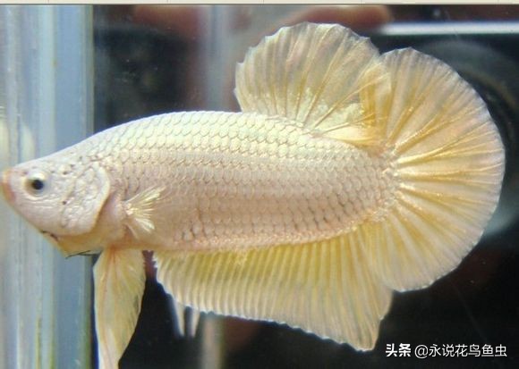 斗鱼哪个品种好养活,斗鱼品种哪个好养