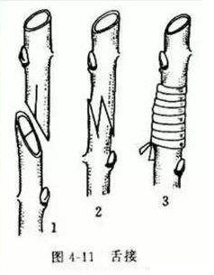 果树嫁接常用方法,嫁接高成活率的技术要点,果农必备知识