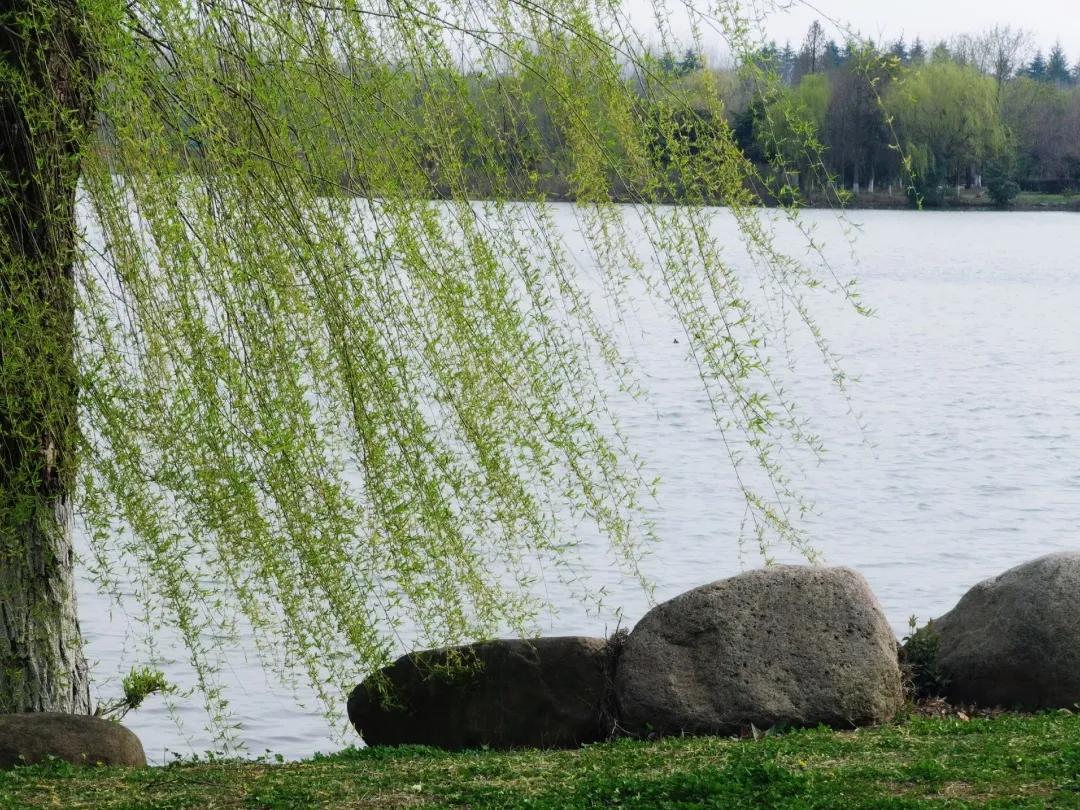 校园春季约拍,校园浪漫约会计划