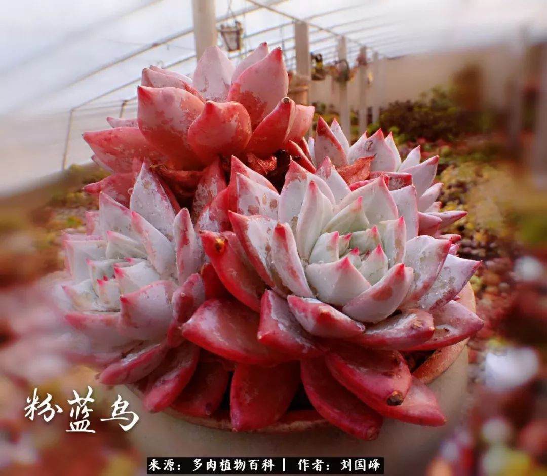 七百元打造的多肉王国，你还缺什么？