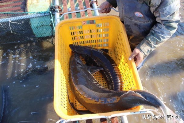 鲟鳇鱼养殖过程,鲟鳇鱼野生的和养殖的有什么不同