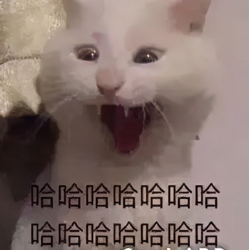 淦！给猫挤肛门腺喷到笔记本键盘上了