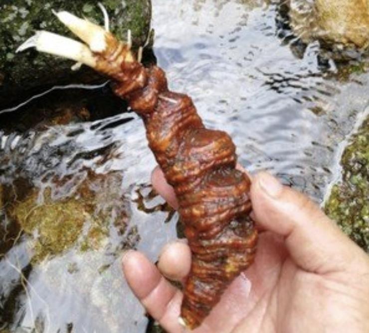 路边常见的野草名称,有种野草在路边非常常见