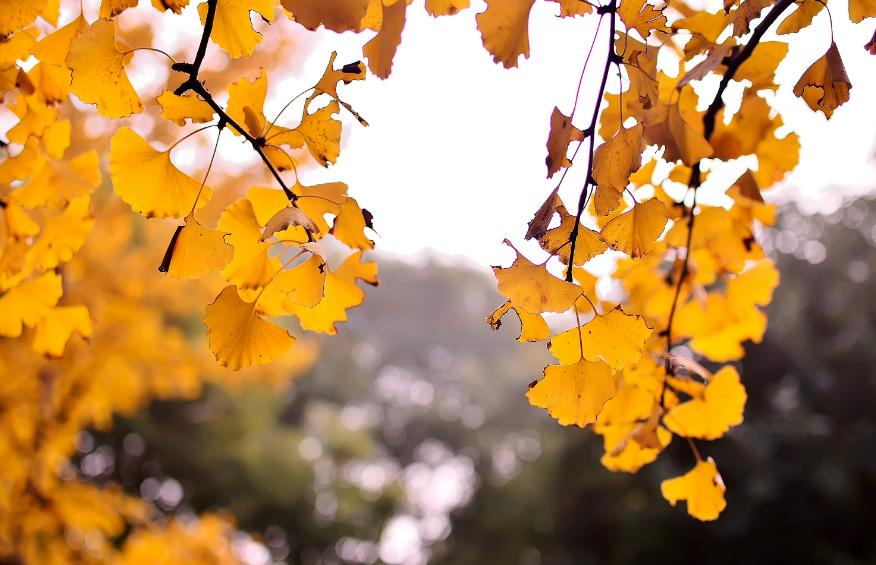 关于银杏叶秋天意境的诗句,十二首有关银杏的诗词