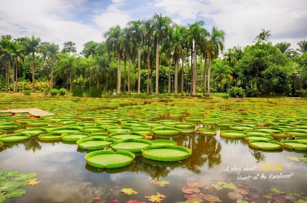 向往的生活第四季西双版纳第一集,向往的生活第四季西双版纳拍摄地