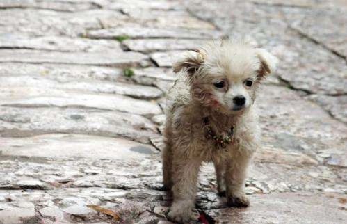 一定要和养狗的人做朋友吗,就喜欢和志同道合的人做朋友