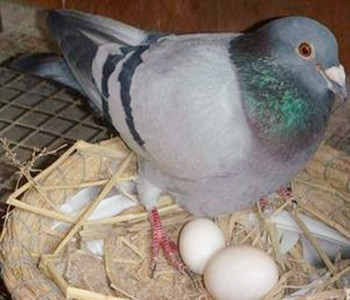 育雏肉鸽喂小鸭饲料可以么,肉鸽的人工孵化