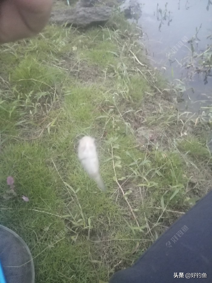 丁香红糖红枣酒,丁香酒钓鲫鱼真实效果