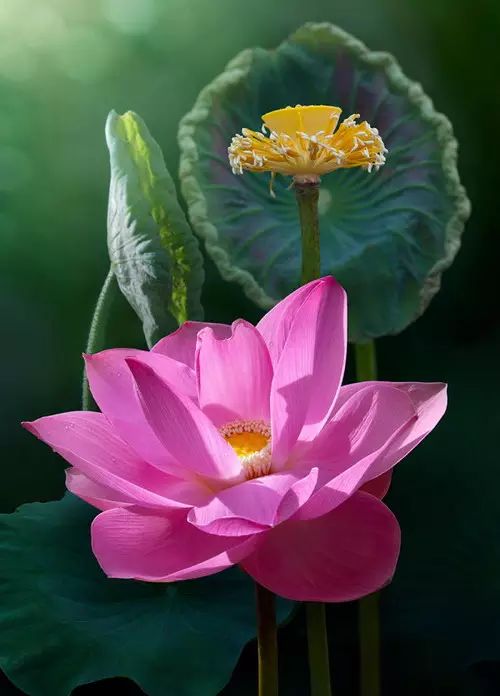 中国十大名花惊艳千年,中国十大名花美极了