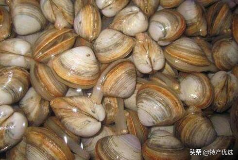 西施舌的学名叫什么,西施舌名字的由来