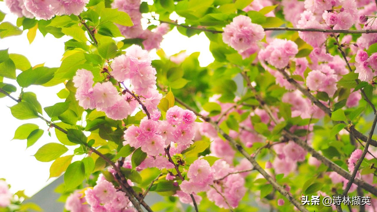 描写景物的作文素材句子,借春天的景物描写冬天的诗句