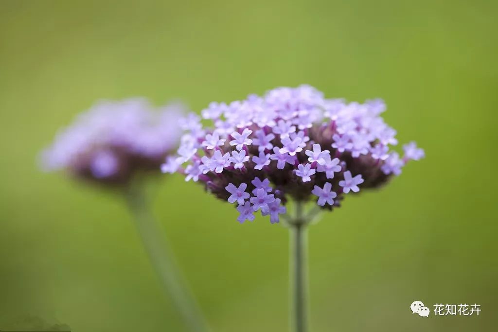 薰衣草真假精油的鉴别方法,熏衣草干花真假辨别