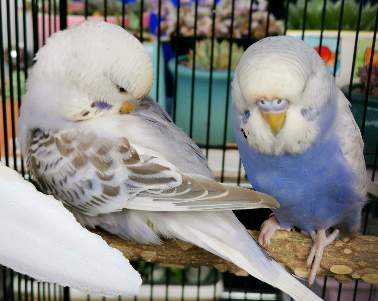 几十块钱一只的虎皮鹦鹉会说话吗,虎皮鹦鹉为什么几十块一只