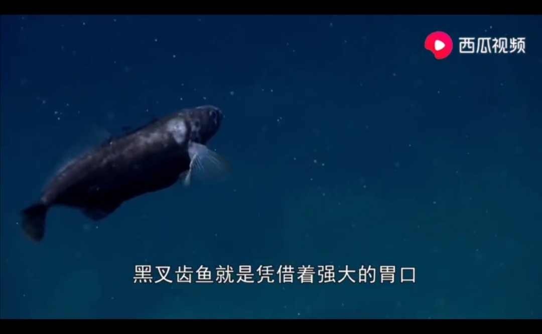 成都出现“鱼吃荷花”奇景？西瓜视频带你看拥有超能力的神奇生物