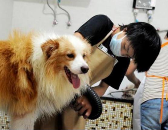 为什么狗狗一到宠物店就害怕,为什么狗狗害怕进宠物店和医院