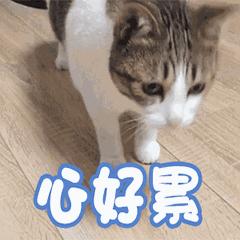 澳元兑美元上涨最新消息,澳元汇率最新今天