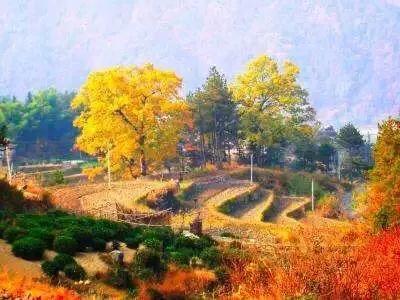 黄山秋景几月去最好,秋天几月份去黄山最好看的花海