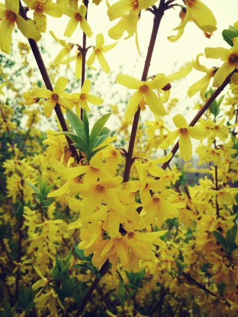 迎春花形态描写作文,迎春花形态特征图片