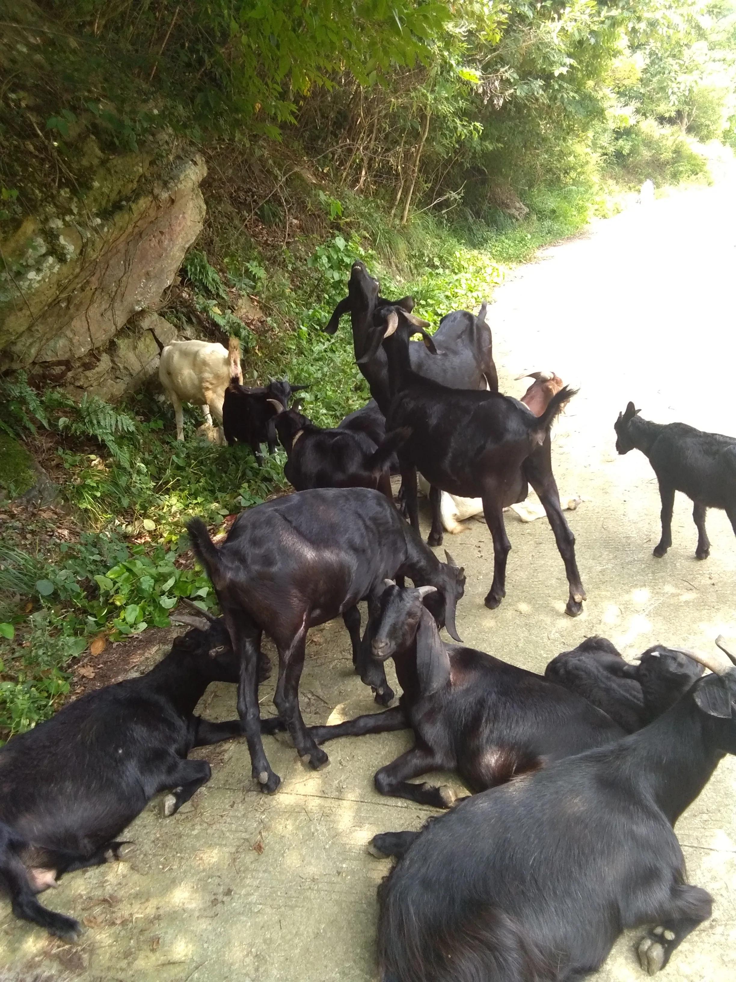 山羊挑选繁育母羊,回家养羊