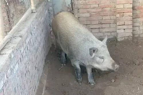 各个省份的国宝,广东十大国宝