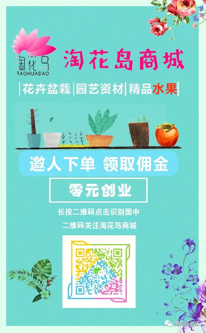 淘花岛商城不仅仅能低价买花，更能赚钱，快来了解一下吧！