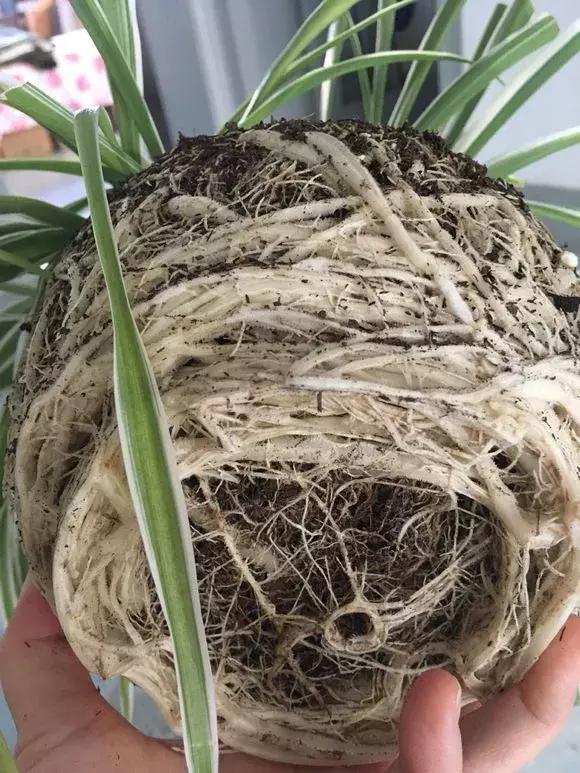 吊兰绿萝怎么换土,绿萝和吊兰用什么土壤