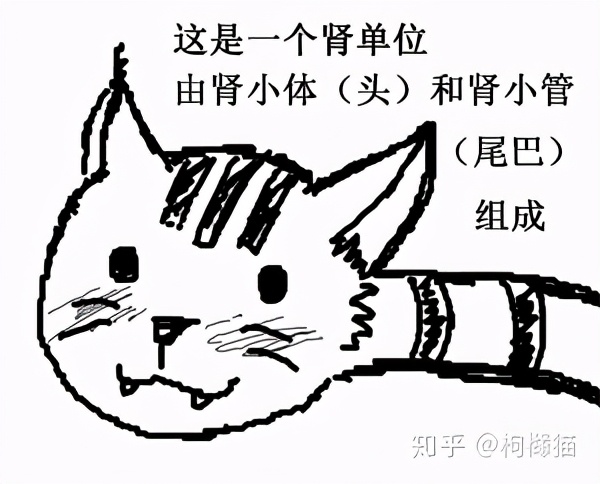 为什么很多猫咪会死于尿毒症？