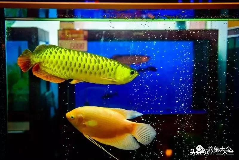 鱼发生水霉病用什么药,鱼严重水霉怎么治疗