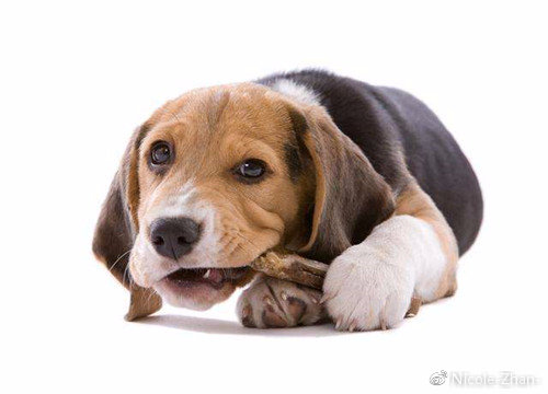 幼犬抱回家一直叫怎么办,幼犬免疫流程及注意事项