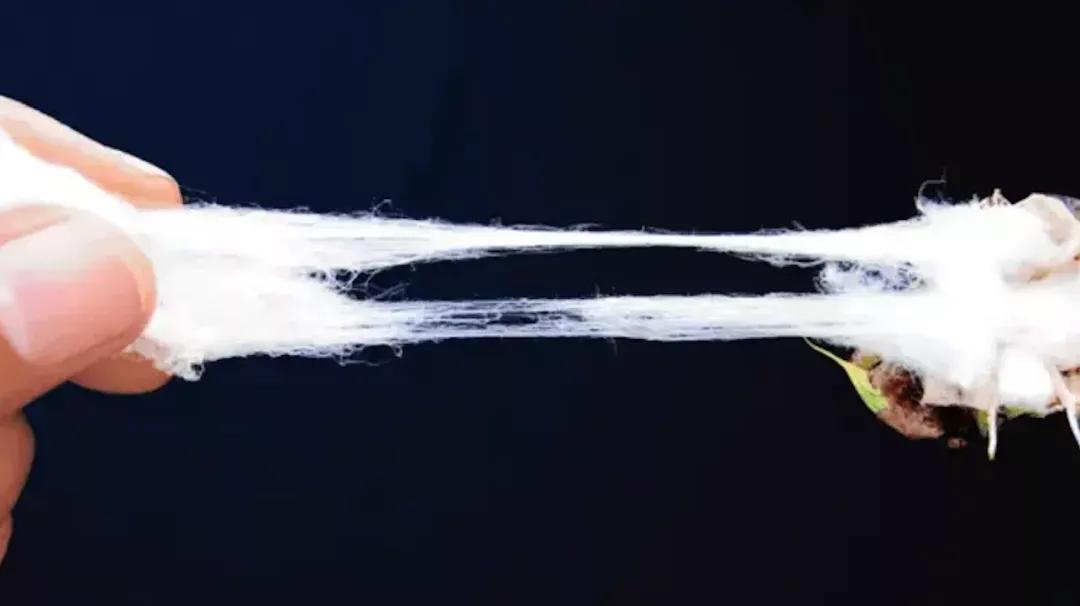 最好的棉花是什么棉怎么区分,长绒棉和普通棉花怎么鉴别