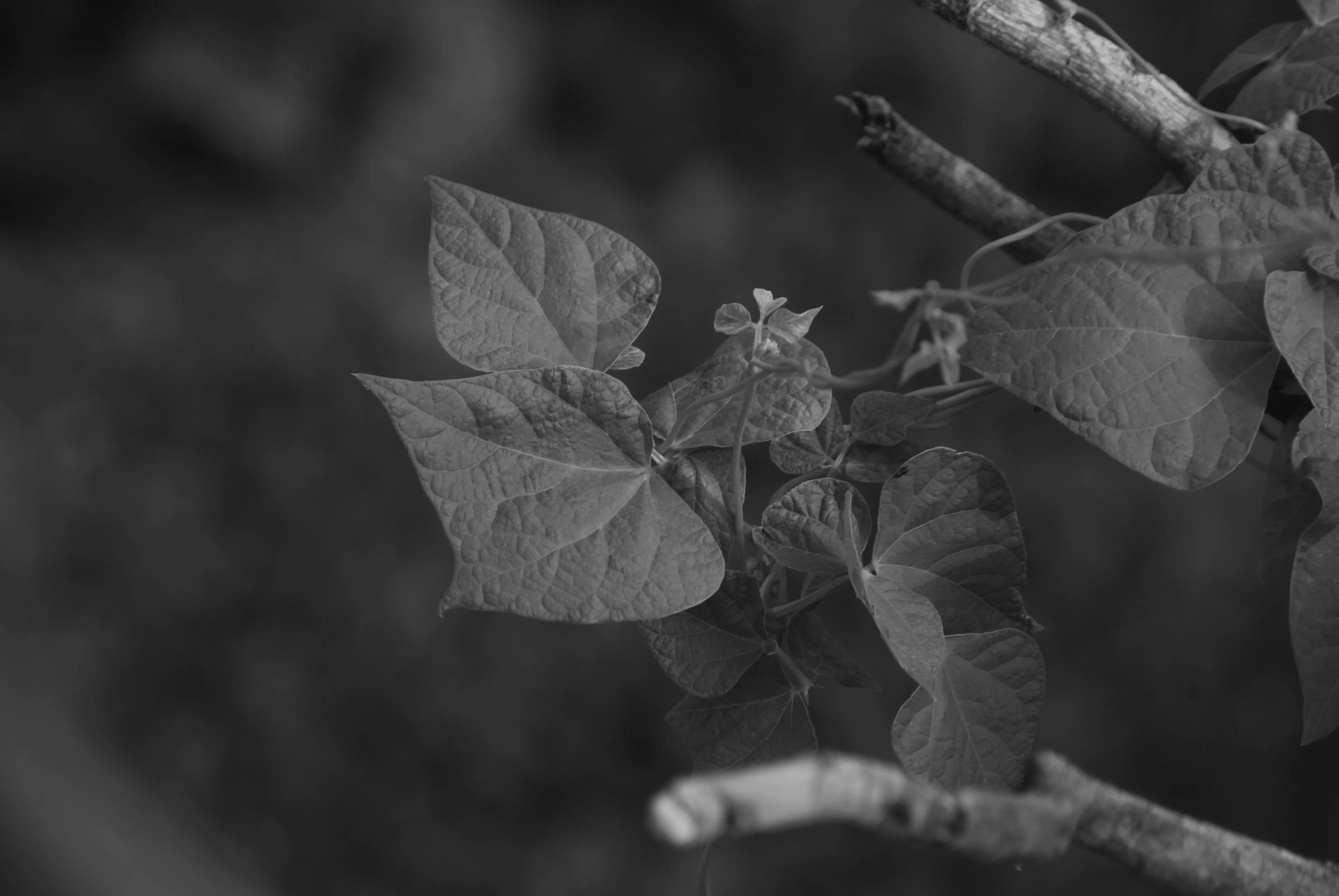 1000多的二手单反值得买吗,1000元左右二手单反全画幅