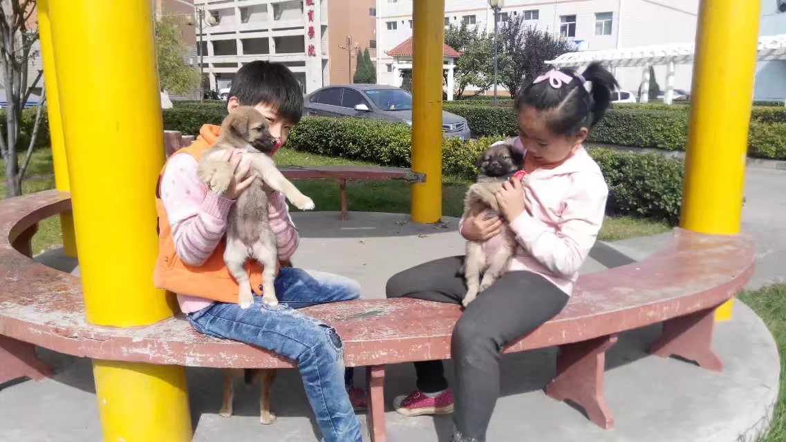 狗欢欢玩滑板,狗欢欢和猫小宝