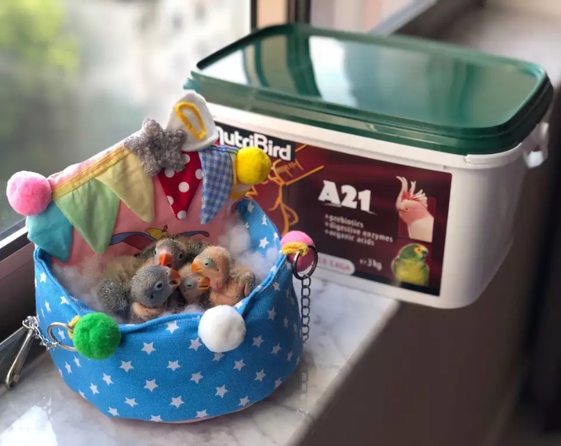 幼鹦鹉站不起来是什么原因,鹦鹉雏鸟无力站不稳怎么回事