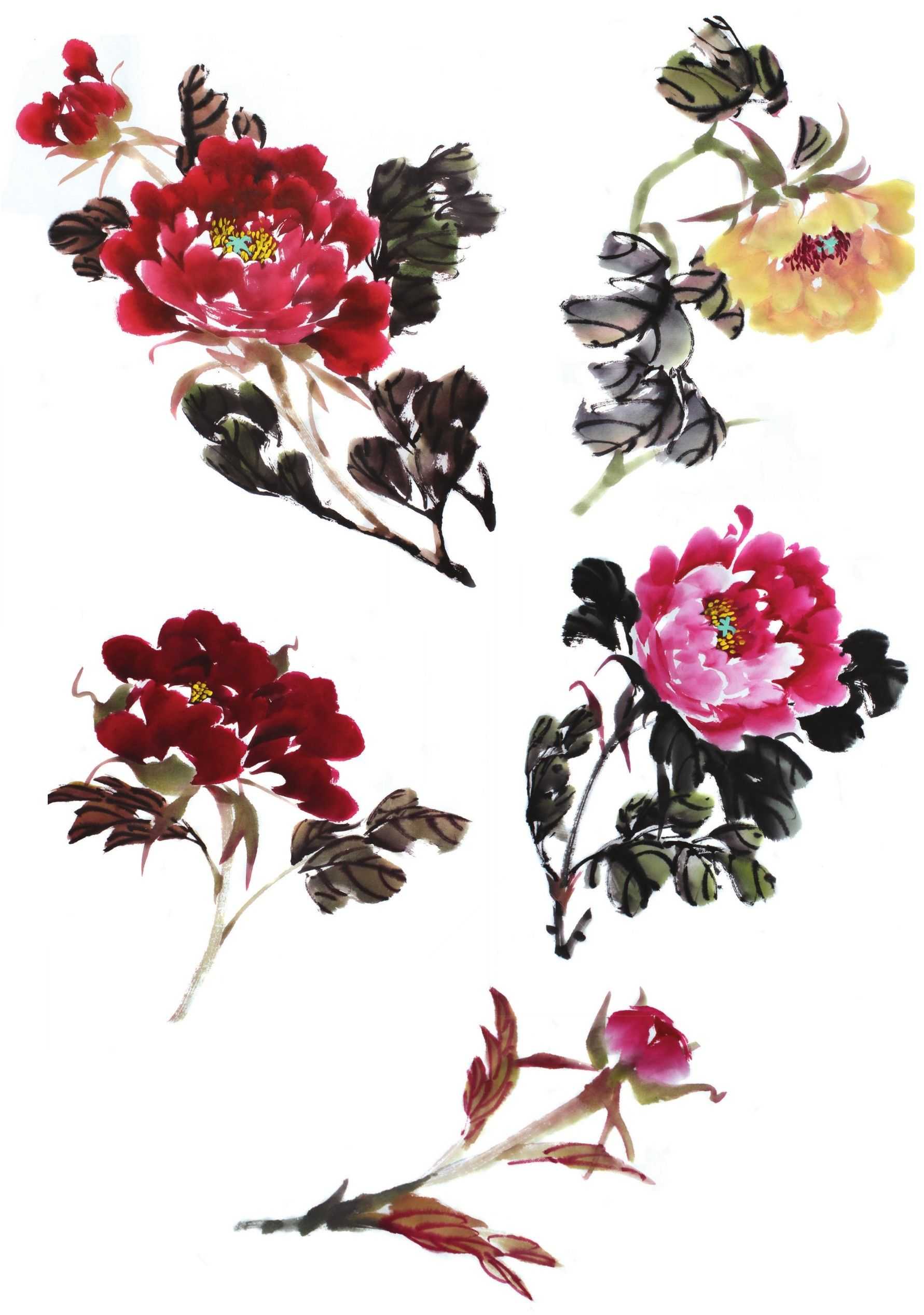 国画零基础牡丹画法步骤图解,国画零基础入门教程牡丹的画法