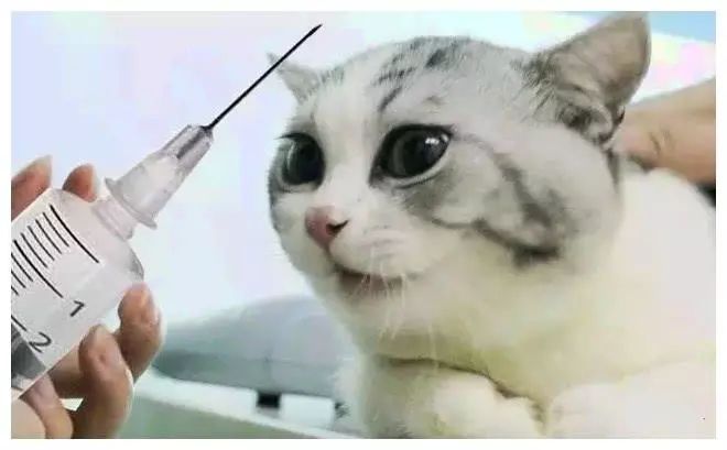 猫咪贫血药物治疗多久恢复,猫咪贫血的原因是什么有什么症状