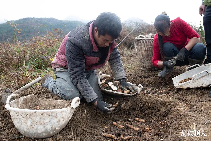 安徽道地药材天麻,天麻的道地药材