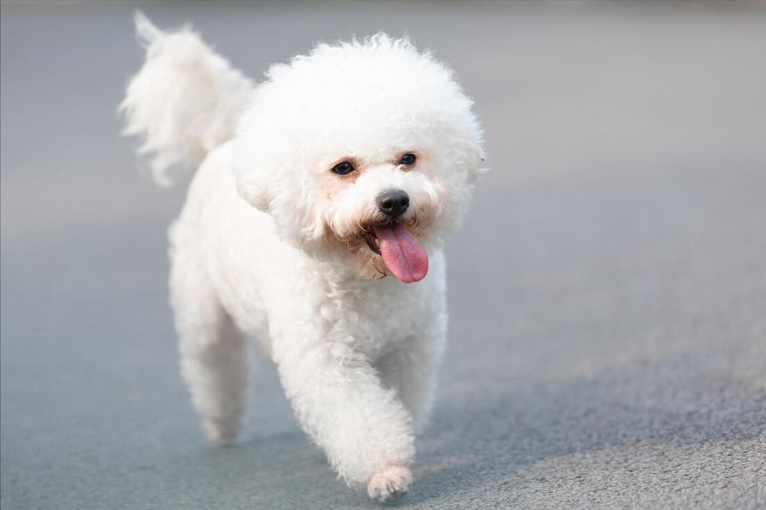 比熊有心脏病怎么护理,比熊五天洗一次可以吗