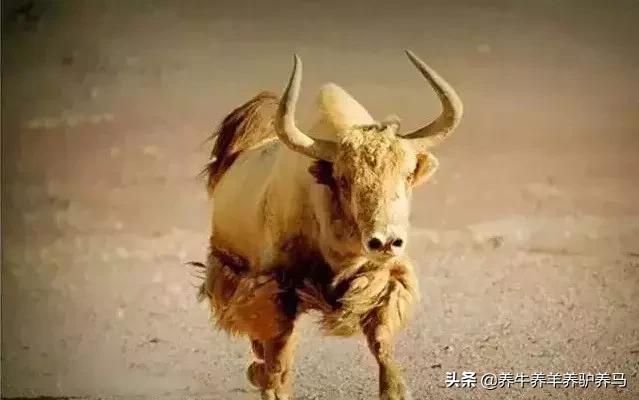 适合生产雪花牛肉的中国牛品种,夏洛莱和黑白花牛杂交是啥品种