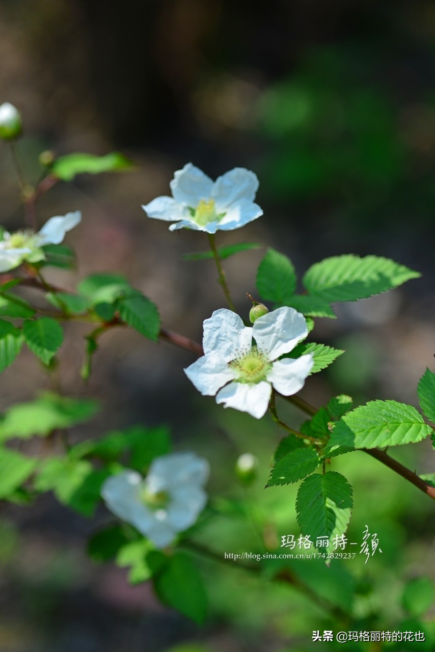 花园里种树莓吗,树莓在庭院里如何种植