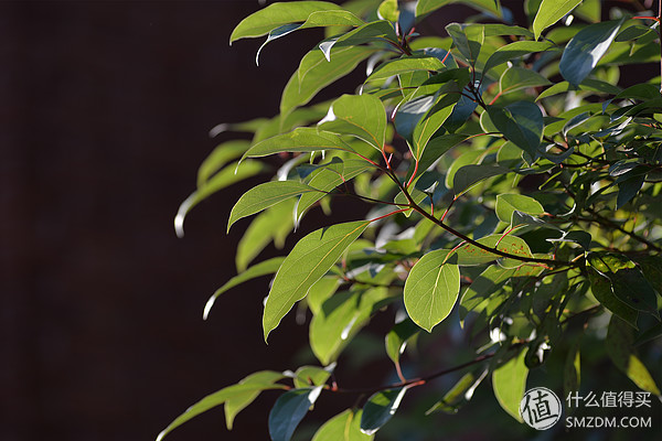 专业摄影师必备的定焦镜头,只选一只人像定焦镜头推荐