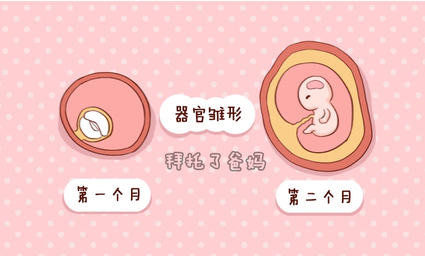 胎儿在肚子里发育的全过程图,胎儿发育过程图1至10个月图片
